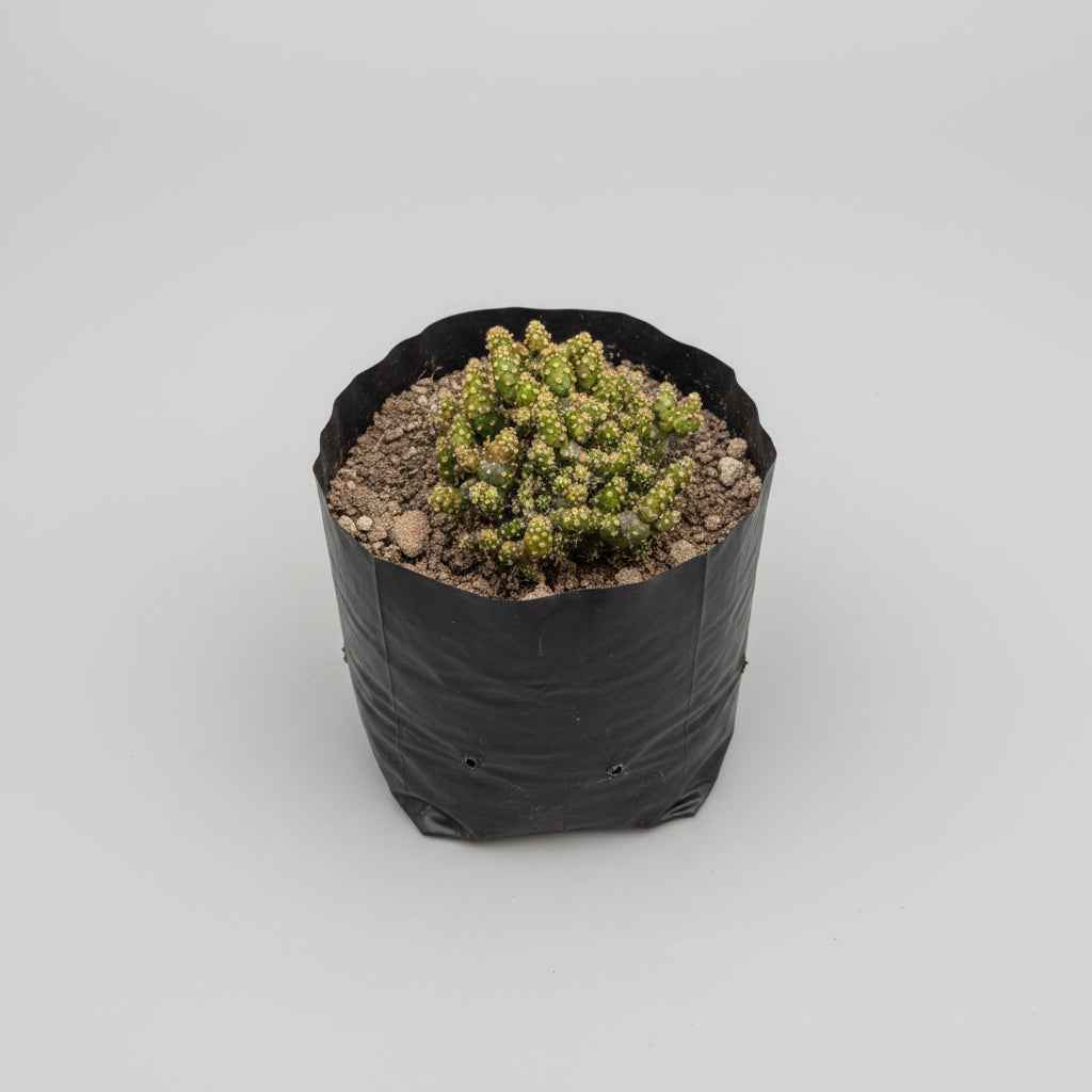 Opuntia Monacantha