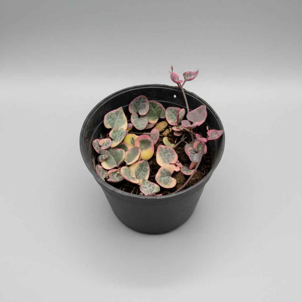 Variegated String of Hearts