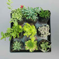SucculentsMart Premium 9 Plants Combo | Hanging & Rare Succulent Collection