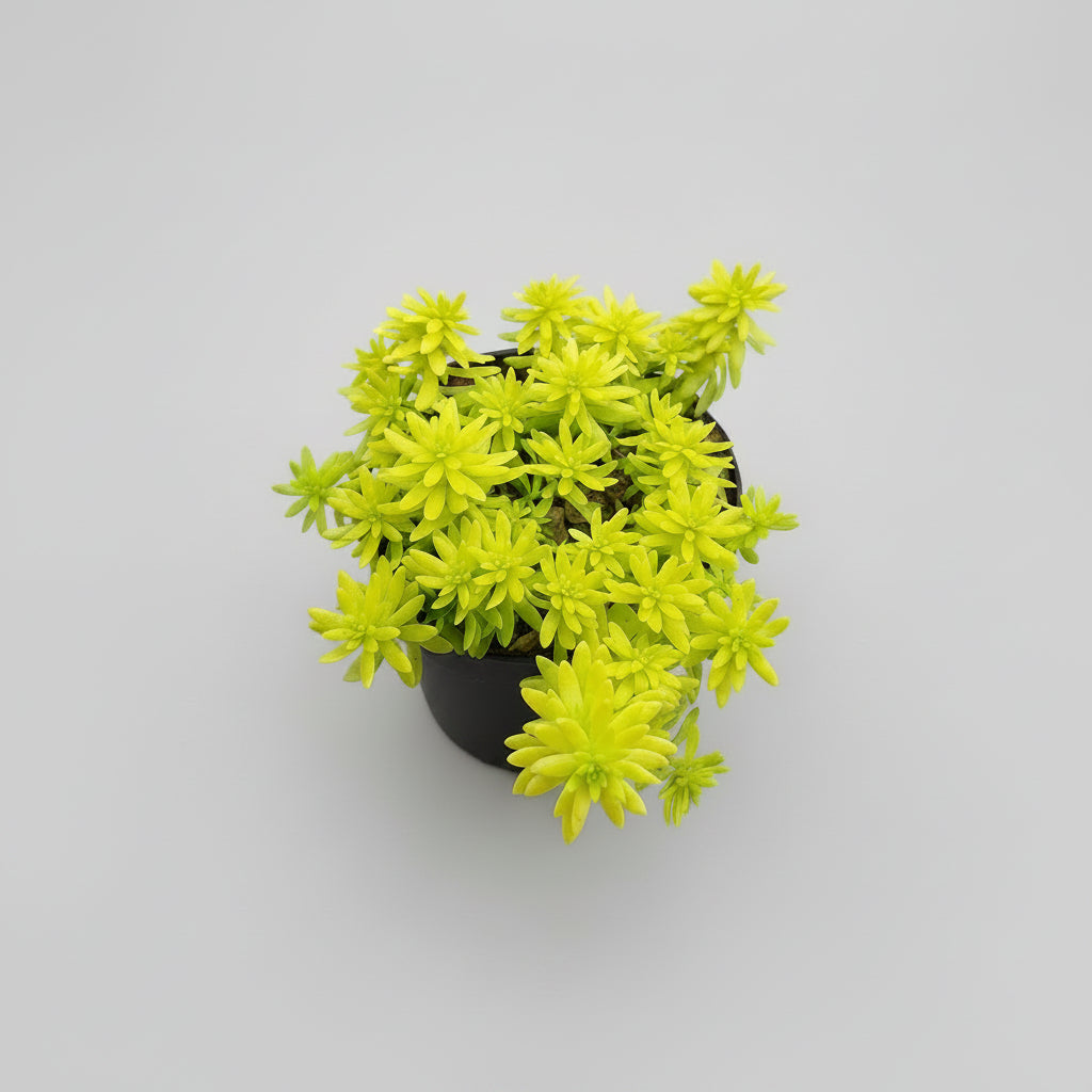 Sedum japonicum Tokyo Sun succulent with vibrant golden-yellow foliage growing densely in a pot.