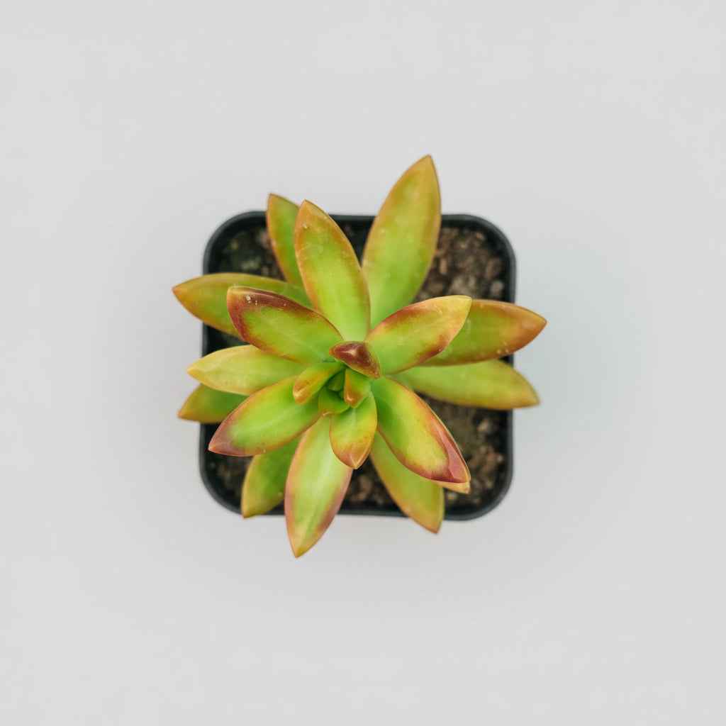 Sedum Nussbaumerianum