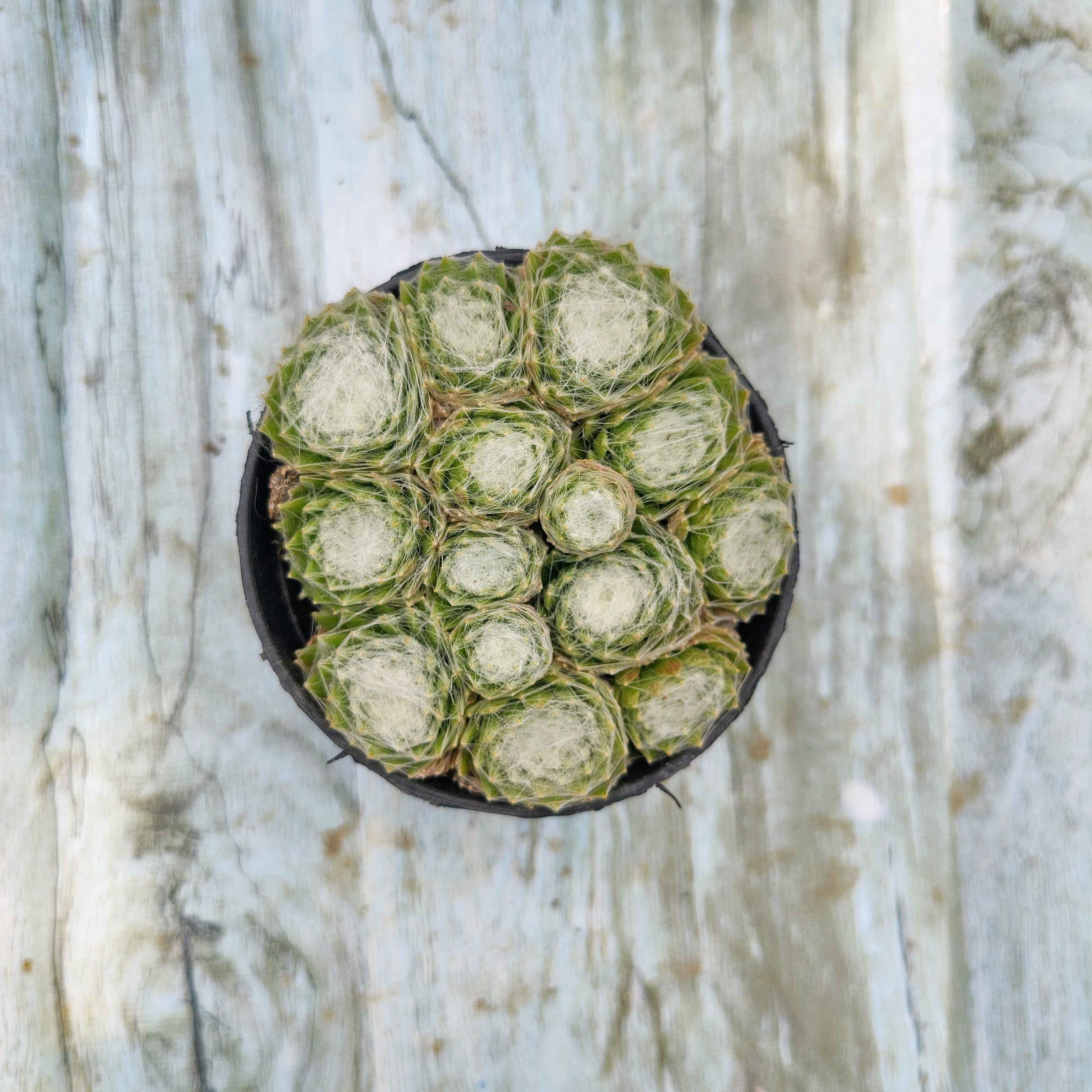 Sempervivum Arachnoideun Cobweb