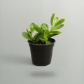 Senecio Jacobsenii Hanging Crassula succulent with trailing fleshy green leaves in a hanging pot.