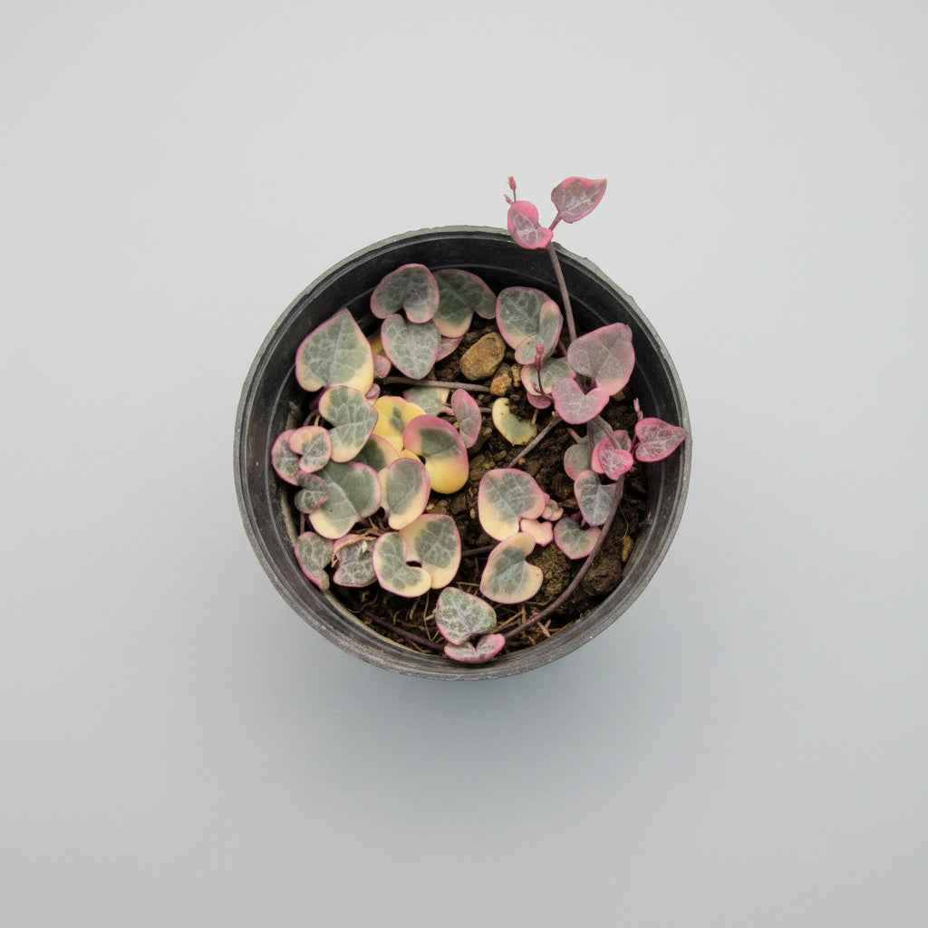 Variegated String of Hearts